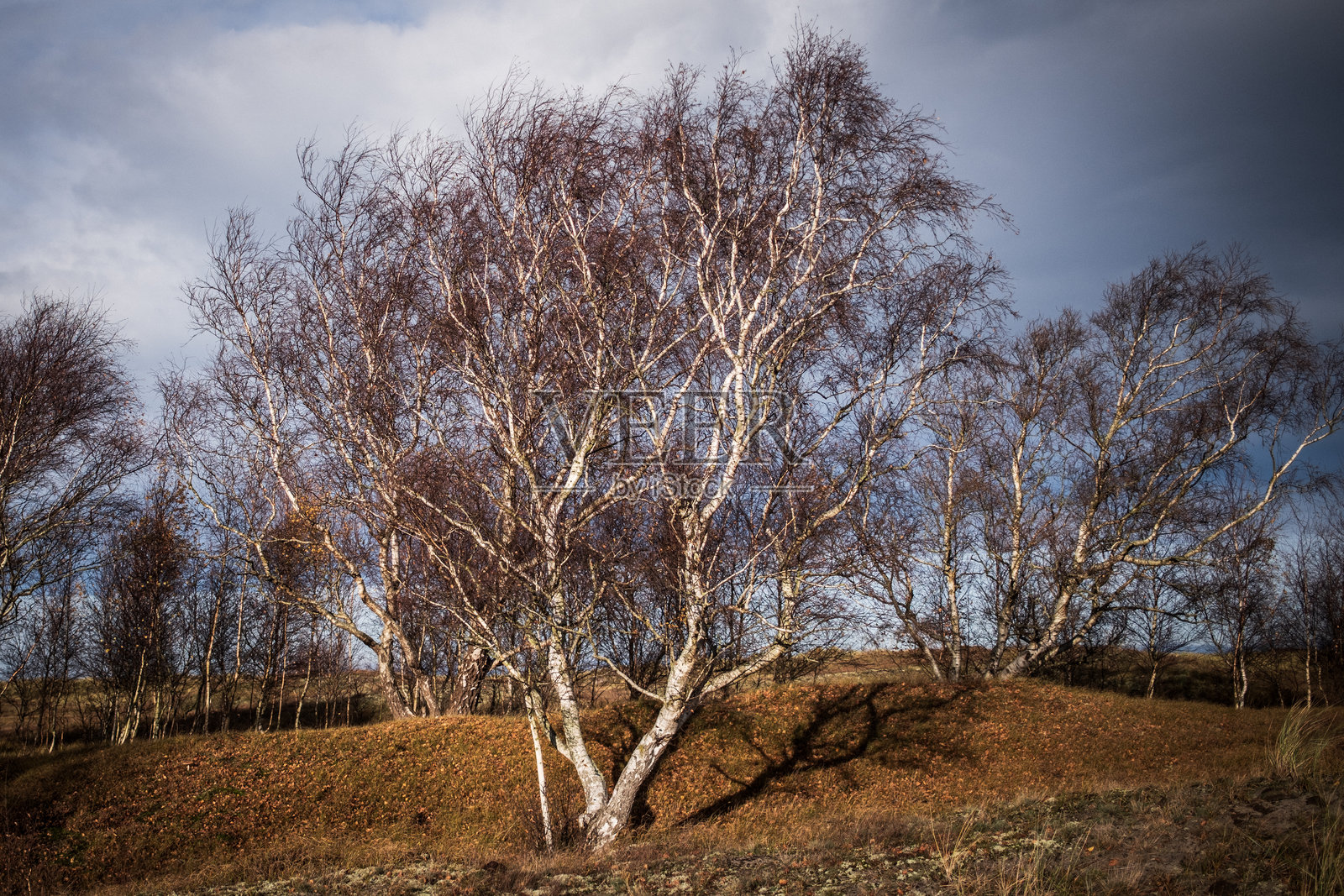 风雕的白桦树照片摄影图片
