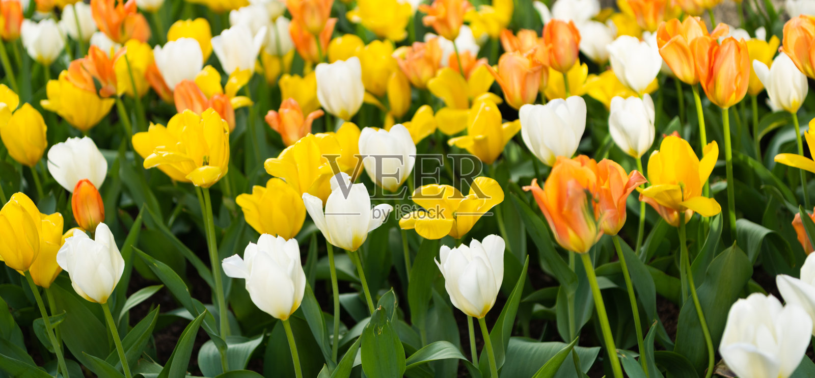 自然植物。明亮绽放的花朵在大自然中。郁金香花田背景。郁金香的花朵。花卉自然特写。郁金香的微距。郁金香花。自然花卉植物。爱的象征。照片摄影图片