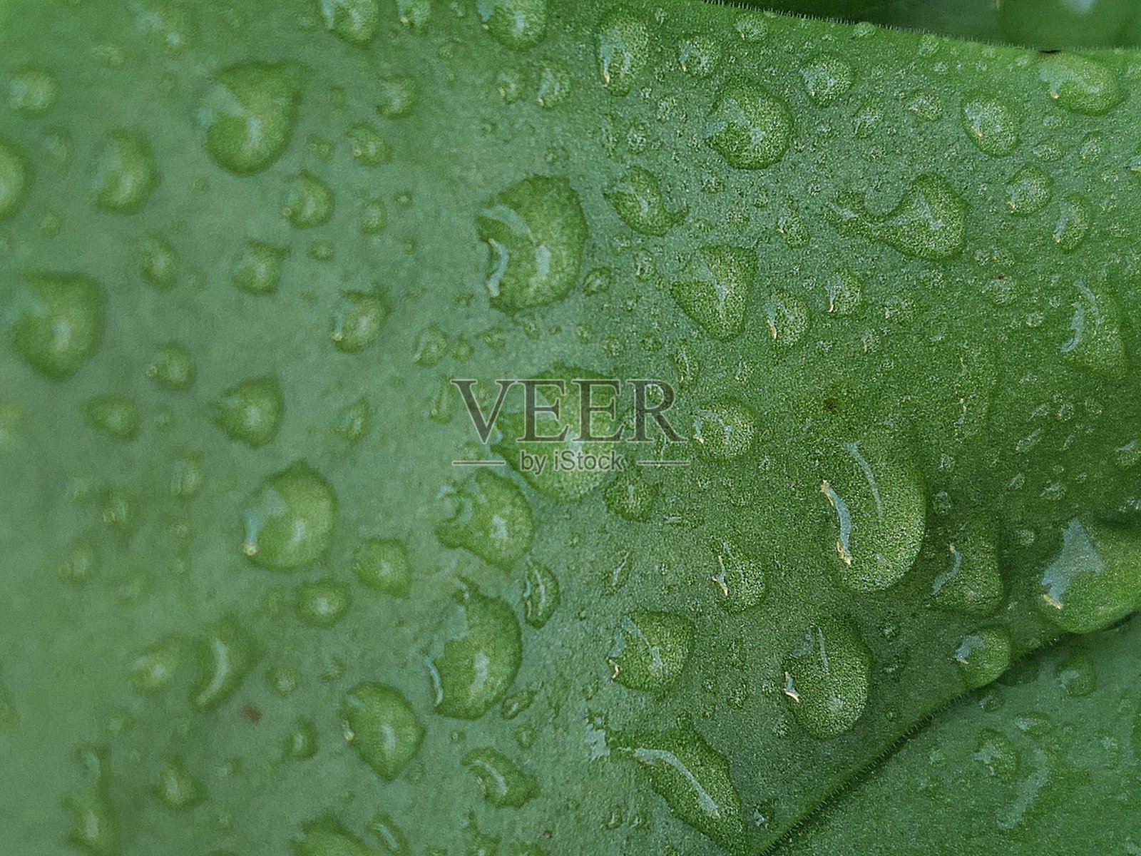 露水照片摄影图片