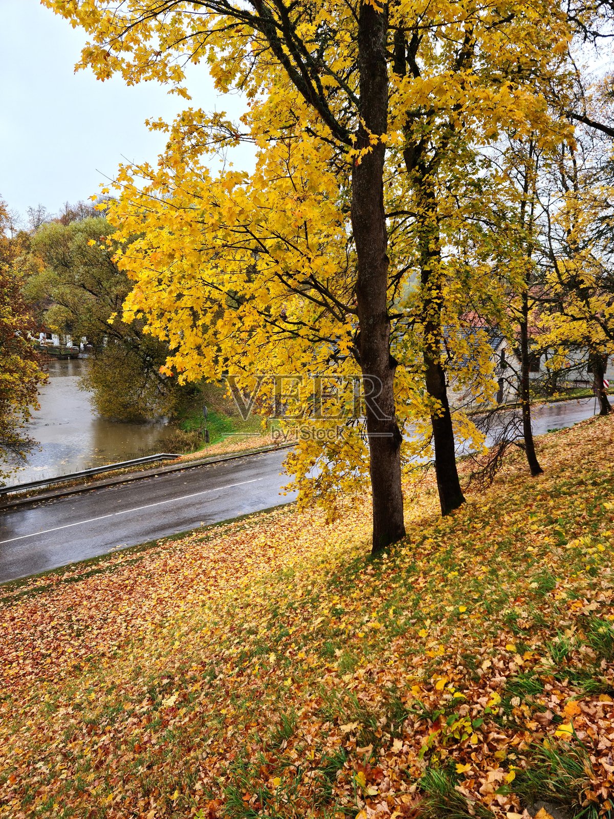 秋天是最美的自然景象，树上和地面上满是黄色的树叶。照片摄影图片