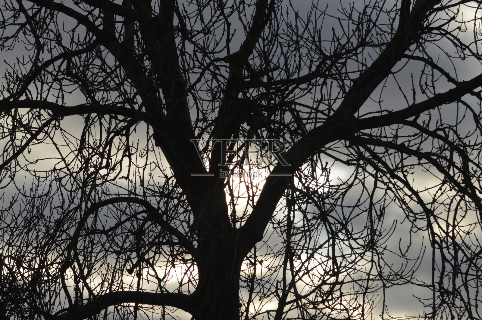 戏剧性的天空背景，前景中有一棵树的剪影。照片摄影图片
