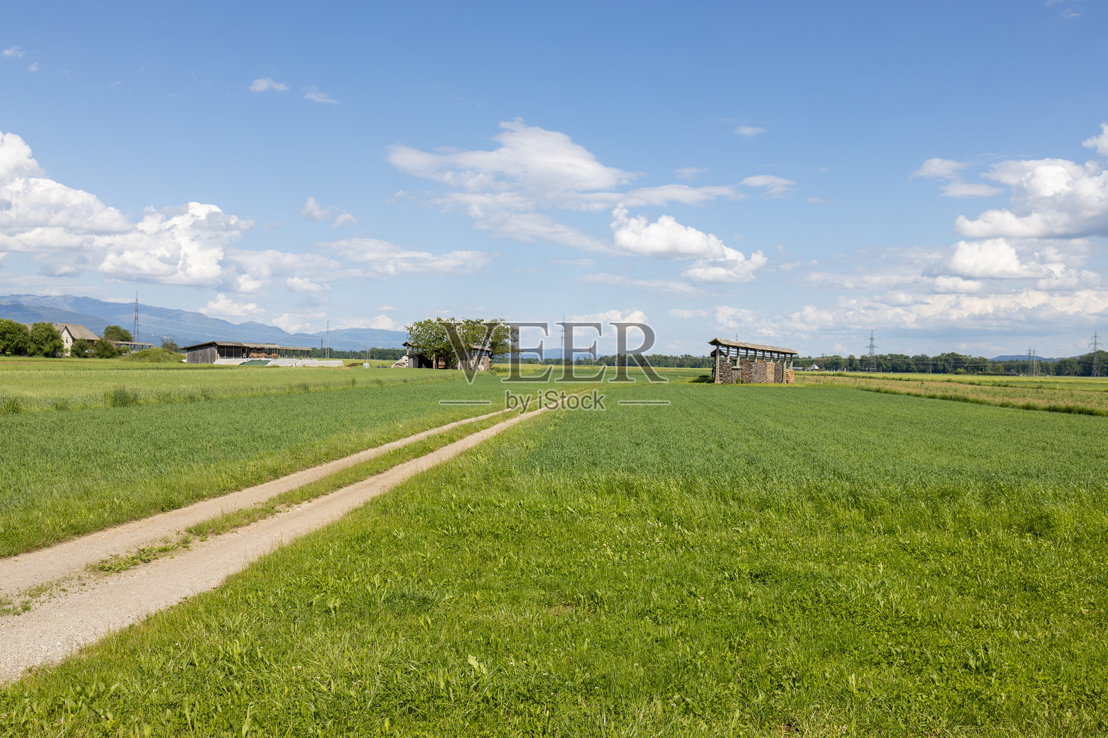 一条空旷的土路旁边是绿油油的草地和树木照片摄影图片