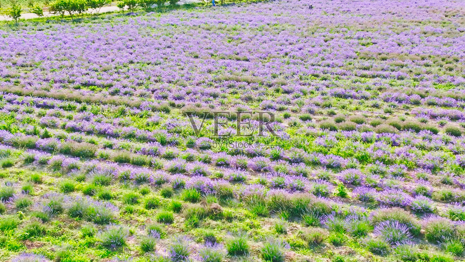 薰衣草花园，霍城县，伊犁，新疆，中国，亚洲。生态农业，田野，农田。丝绸之路。薰衣草花田，薰衣草种植。照片摄影图片