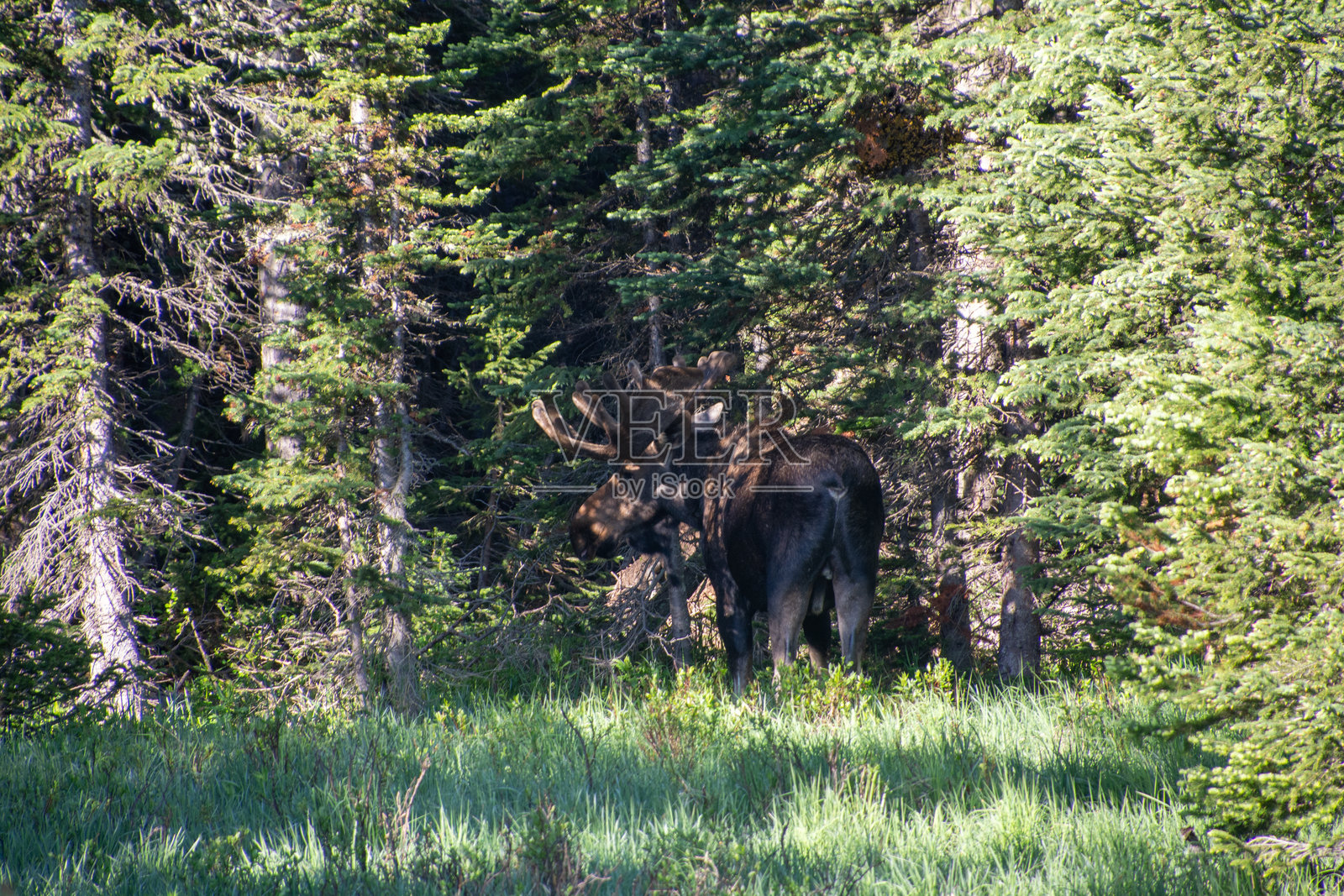 树线中的有角驼鹿照片摄影图片