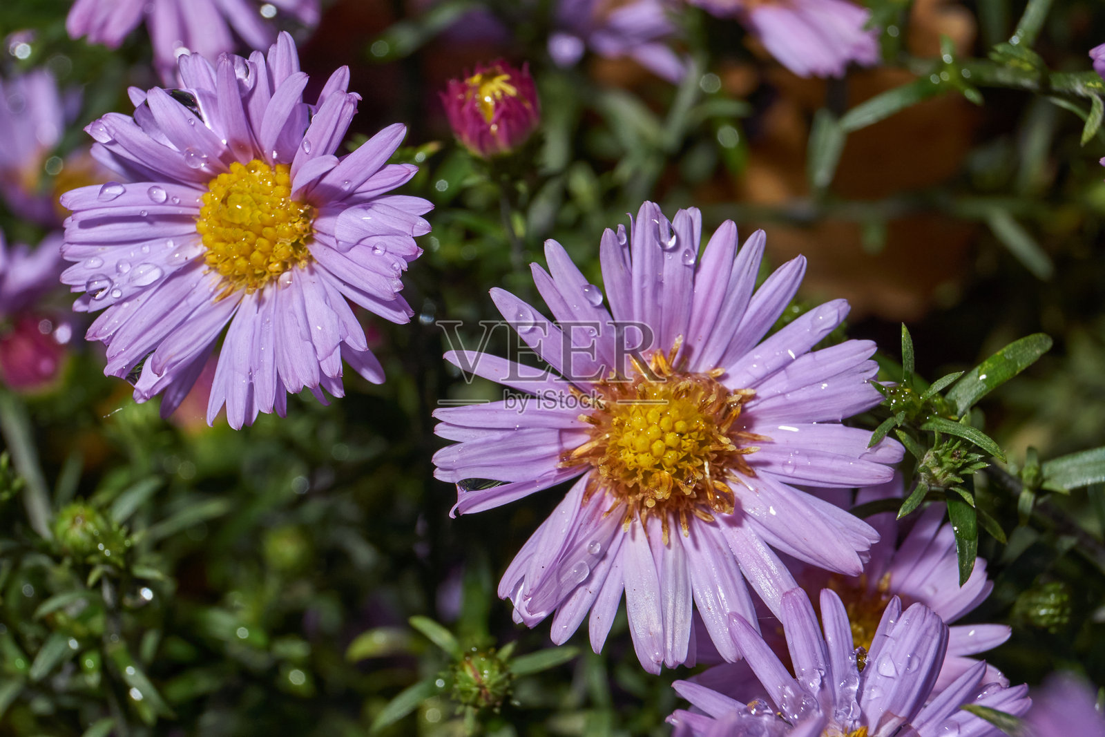花园中在第一次霜冻后的早晨，常见的紫菀。照片摄影图片