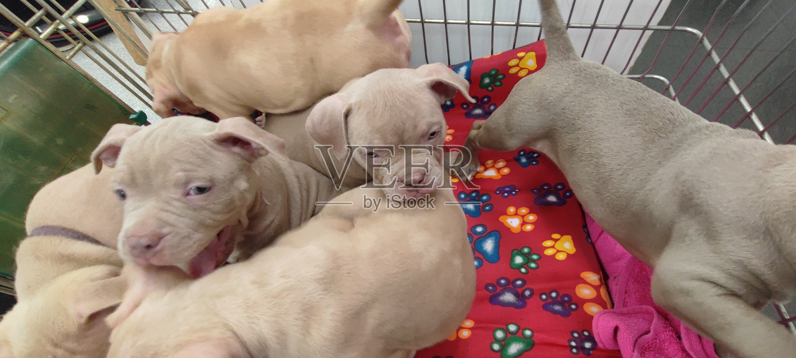 小狗在兽医诊所的手推车里，萌态可掬，宠物，狗狗，甜美，幼小动物。照片摄影图片