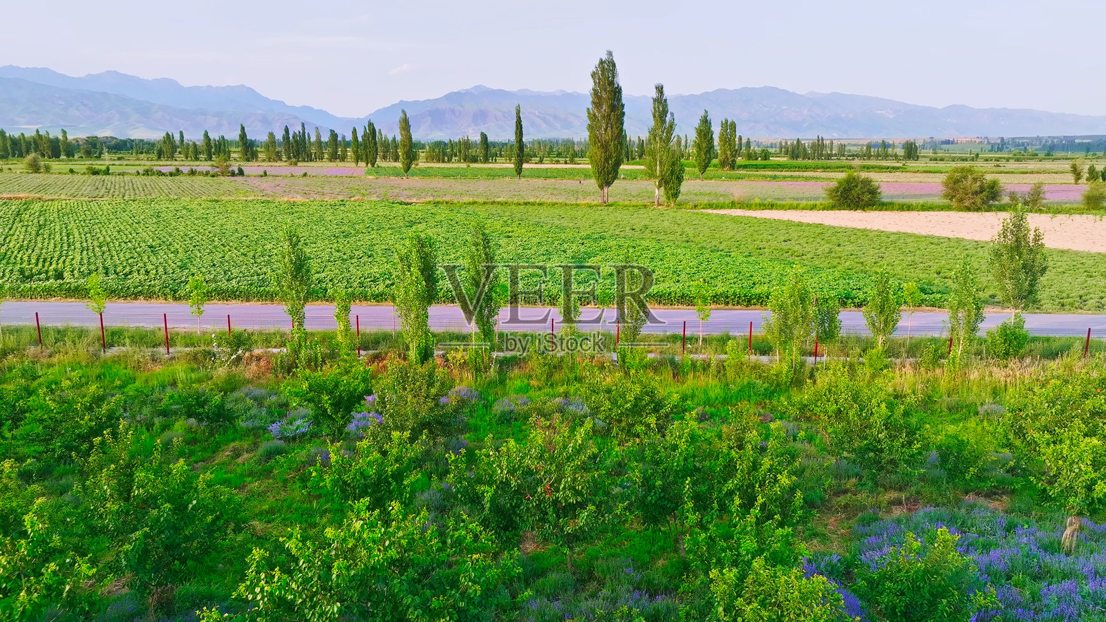 薰衣草花园，霍城县，伊犁，新疆，中国，亚洲。生态农业，田野，农田。丝绸之路。薰衣草花田，薰衣草种植。照片摄影图片