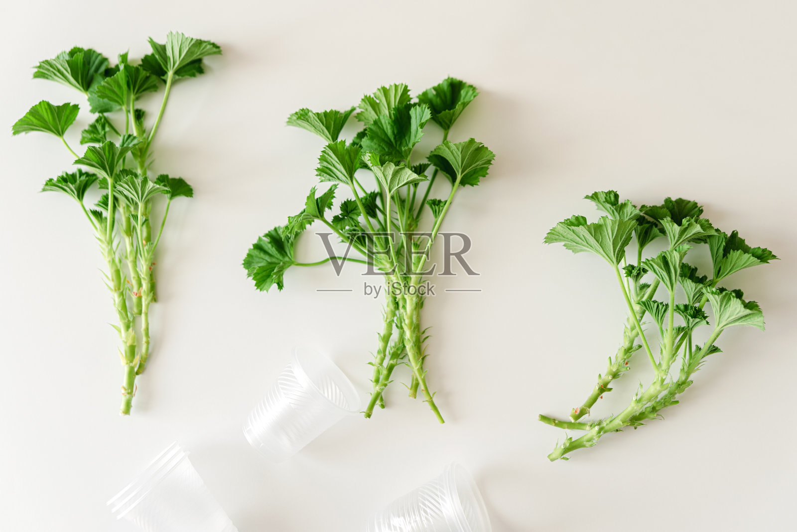 天竺葵和天竺葵植物的插枝和嫩芽放在桌子上。家中的天竺葵幼苗照片摄影图片