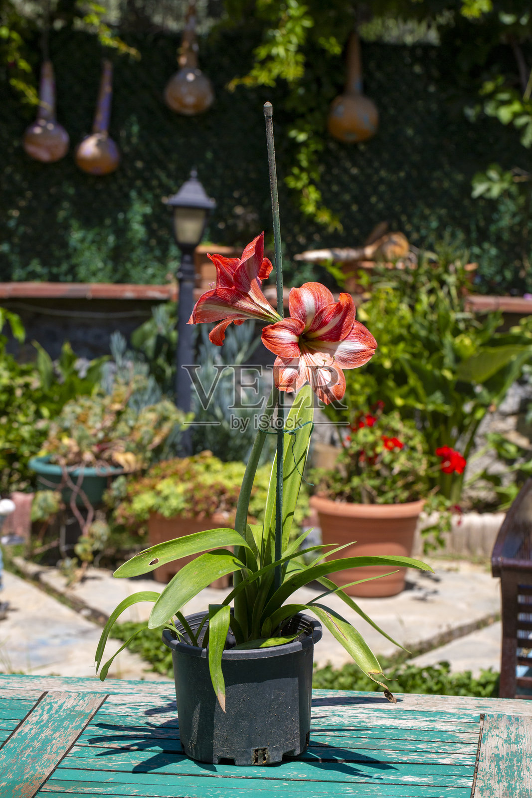 红白相间的君子兰花球特写照片摄影图片