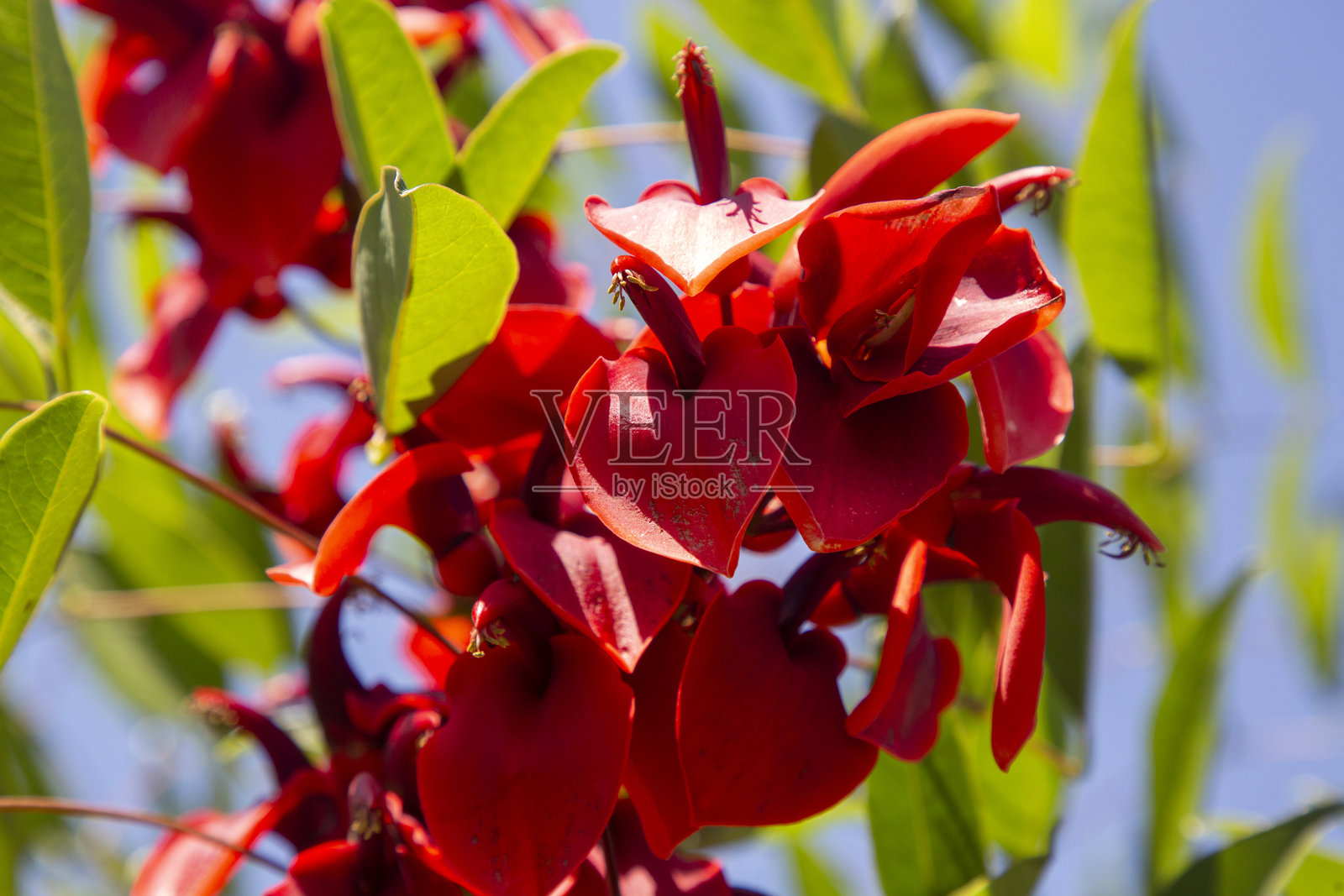 红豆树花特写，或称为红达达花，生长在树上。照片摄影图片