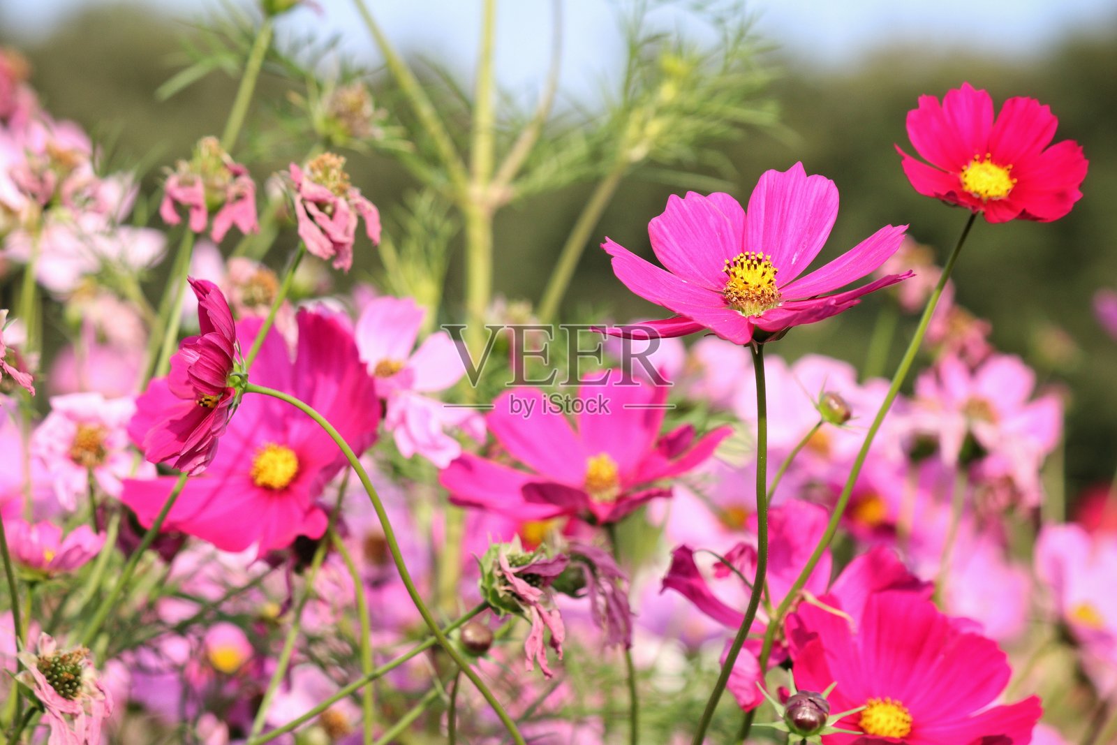 花园中的粉色大波斯菊花和叶子照片摄影图片