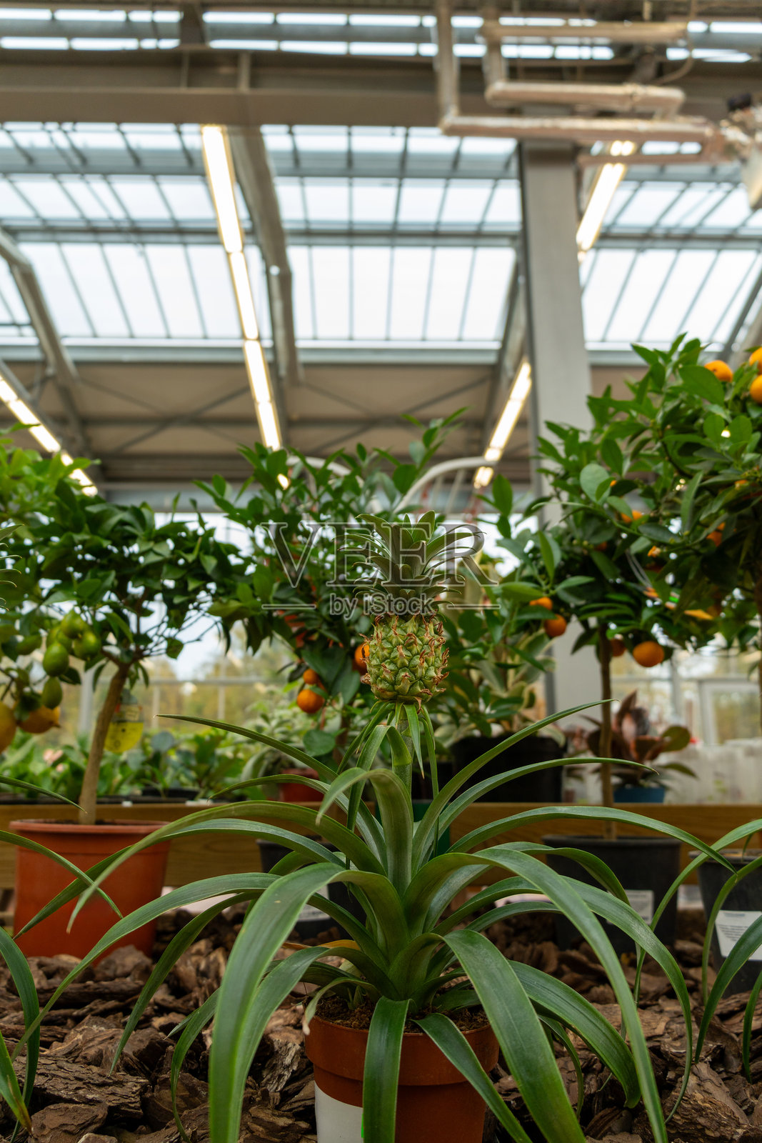 商店里出售各种绿色植物和装饰性菠萝。照片摄影图片