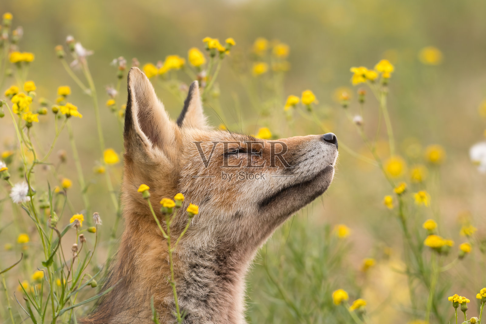 一只美丽的红狐站在黄色花朵之间，拍摄于荷兰的沙丘中。照片摄影图片