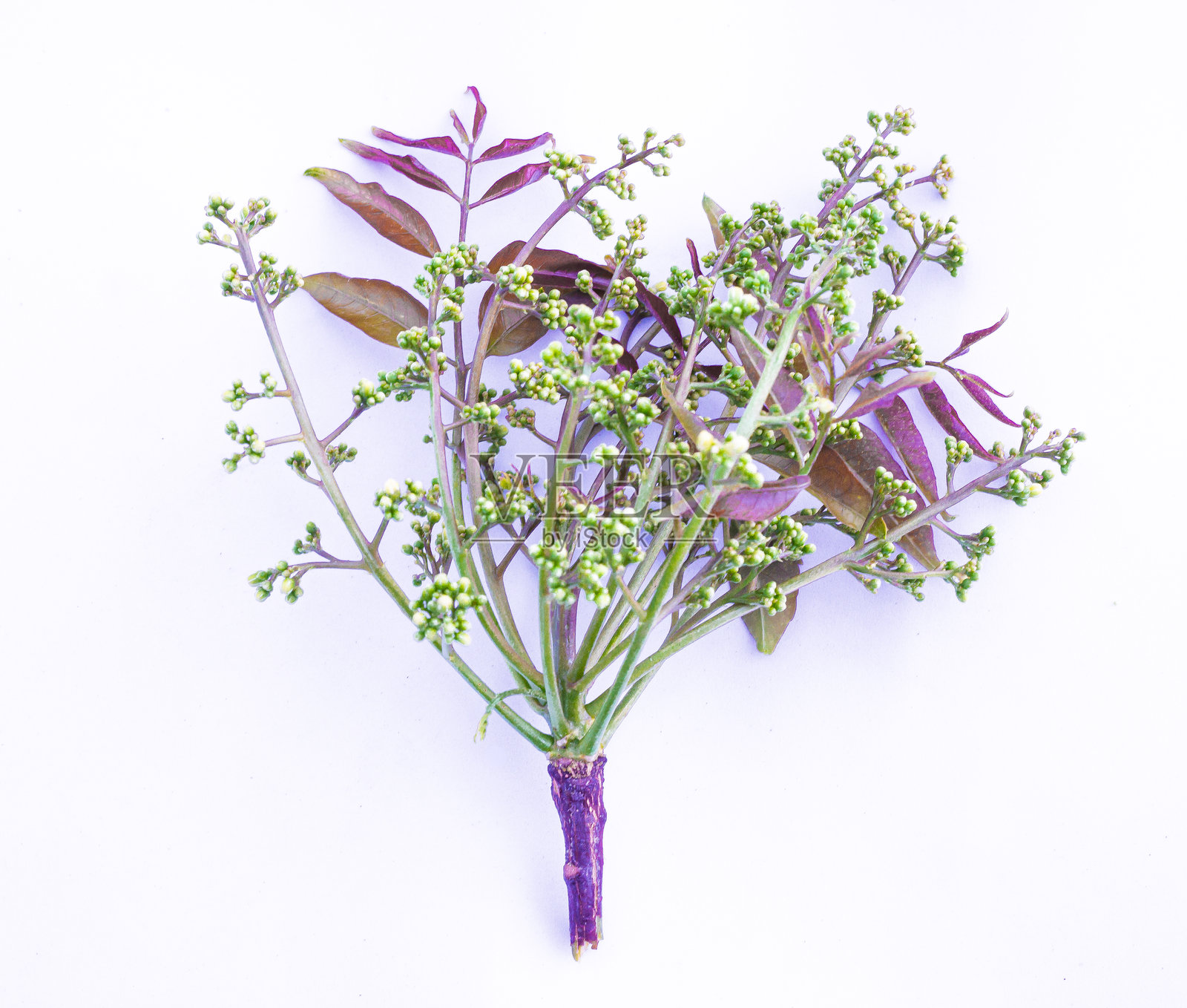 暹罗苦楝树的嫩芽和花朵照片摄影图片