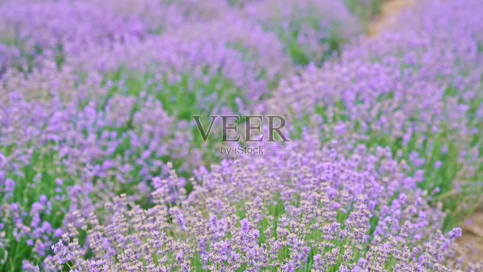 薰衣草花园，生态农业，田野，农田。薰衣草花田，薰衣草种植。照片摄影图片