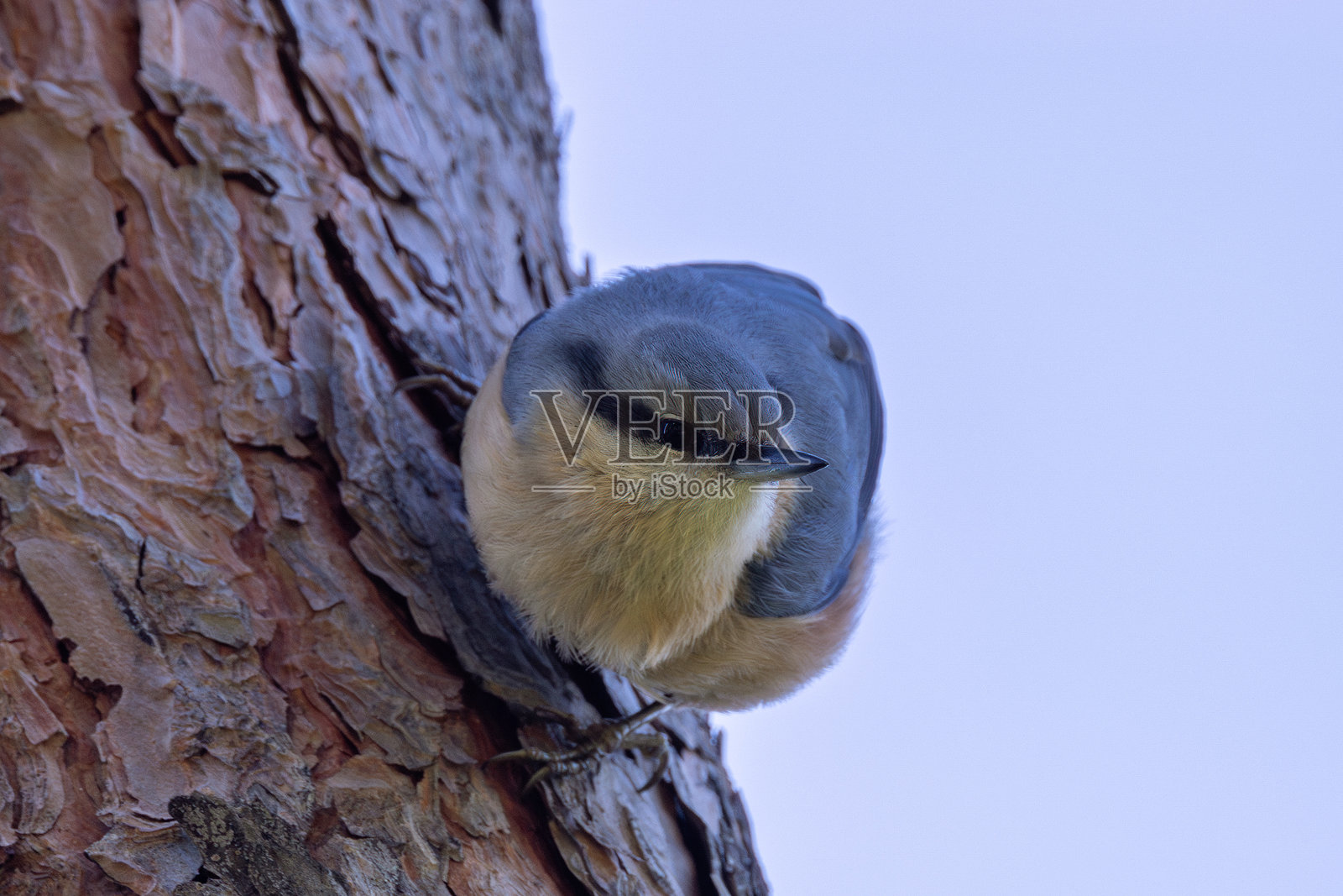 欧亚山雀（Sitta europaea）在马德里的卡萨德坎波公园，常见于温带欧洲森林中照片摄影图片