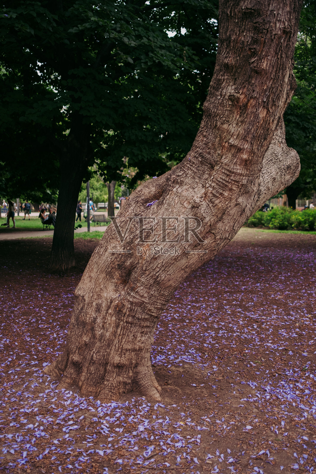 公园里一棵美丽的树下盛开着紫色花朵照片摄影图片