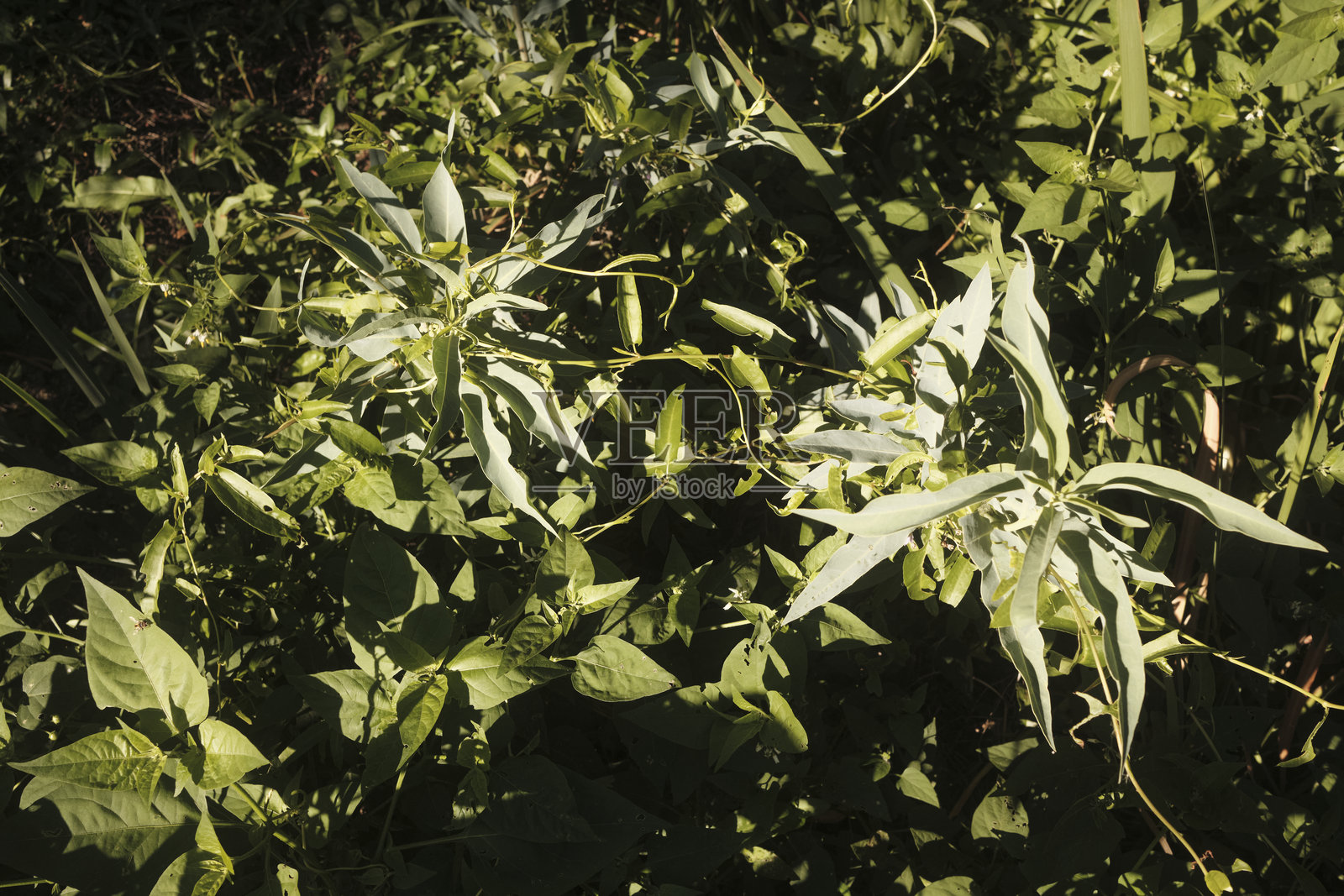 一群树木矗立在明亮的蓝天和白云下照片摄影图片