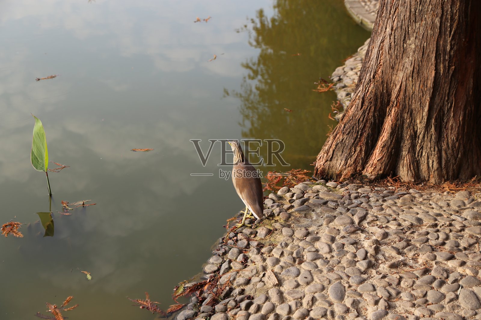 鸟儿站在堤岸上，旁边是一棵老树，树根在清澈的水中可见，周围是卵石。照片摄影图片