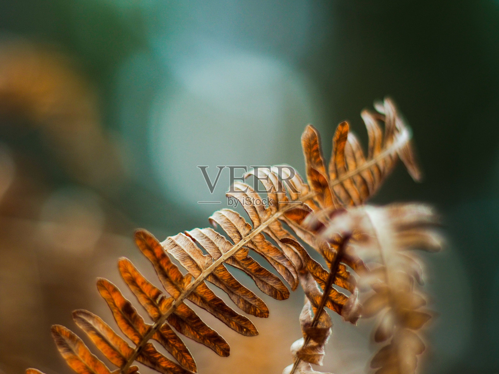 蕨类植物和荆棘照片摄影图片