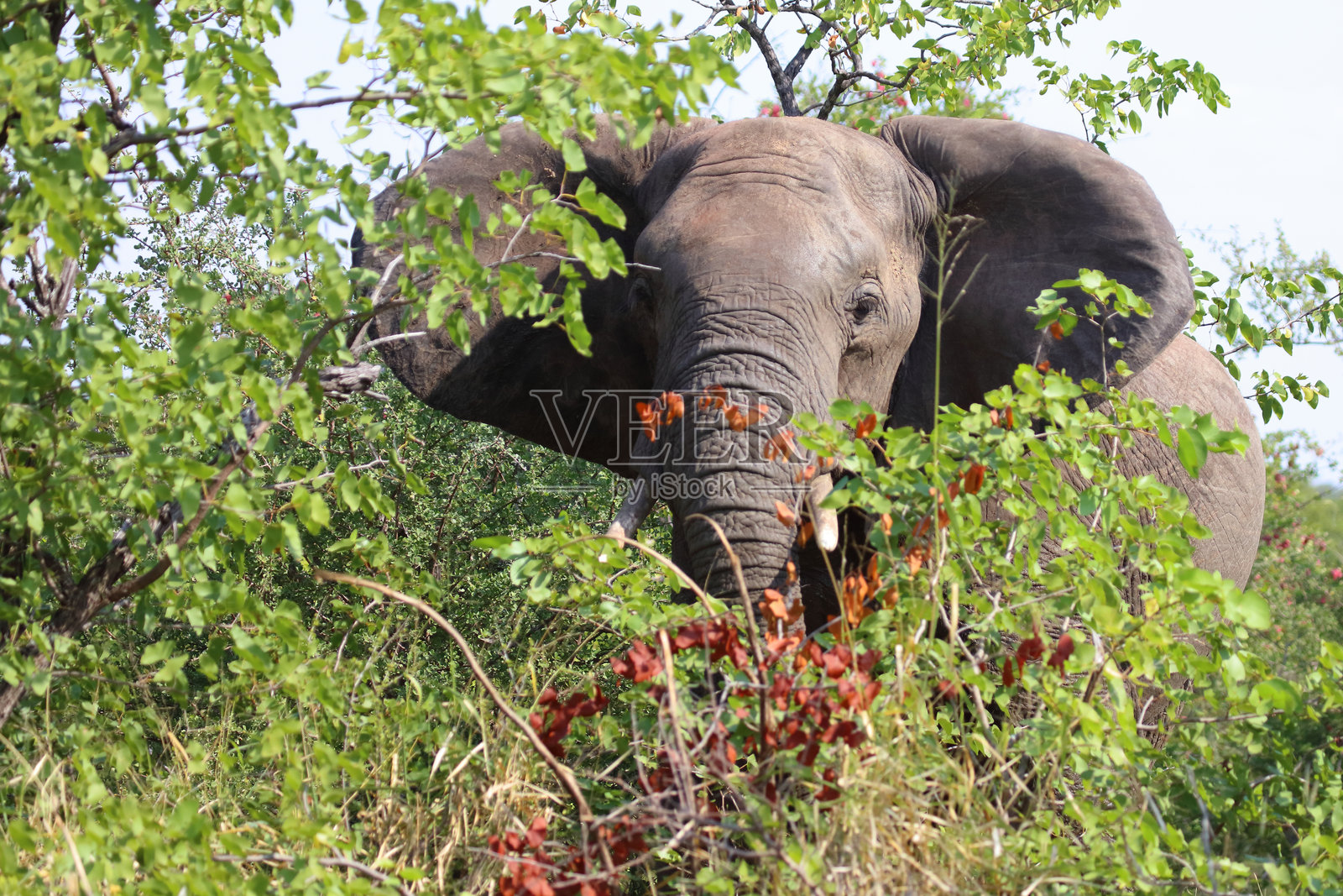非洲象 / 非洲象 / 非洲象照片摄影图片