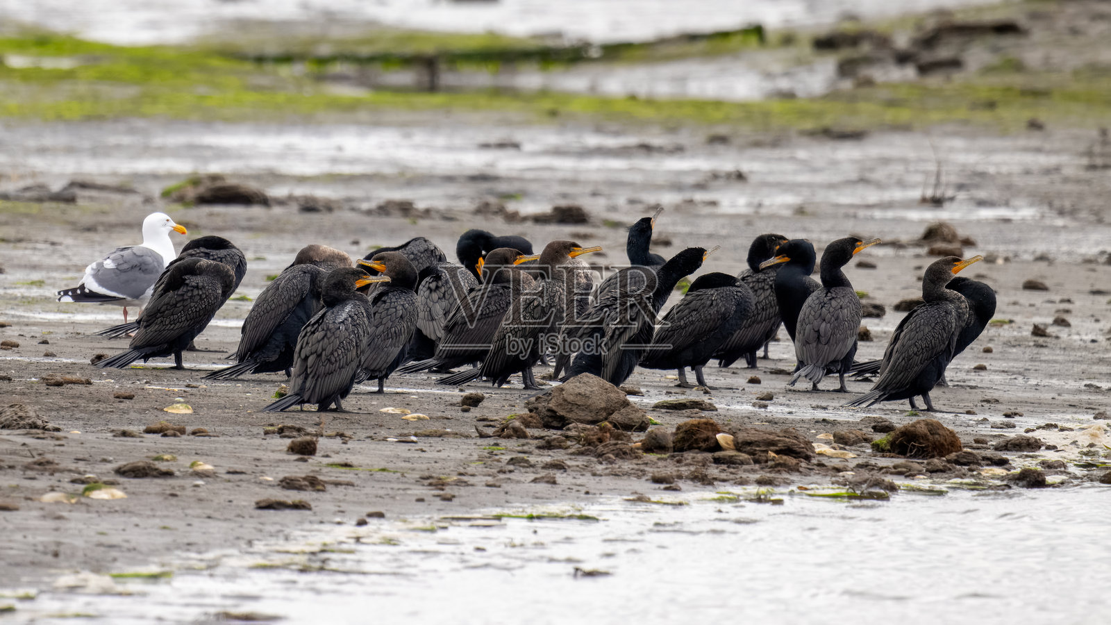 鸬鹚照片摄影图片