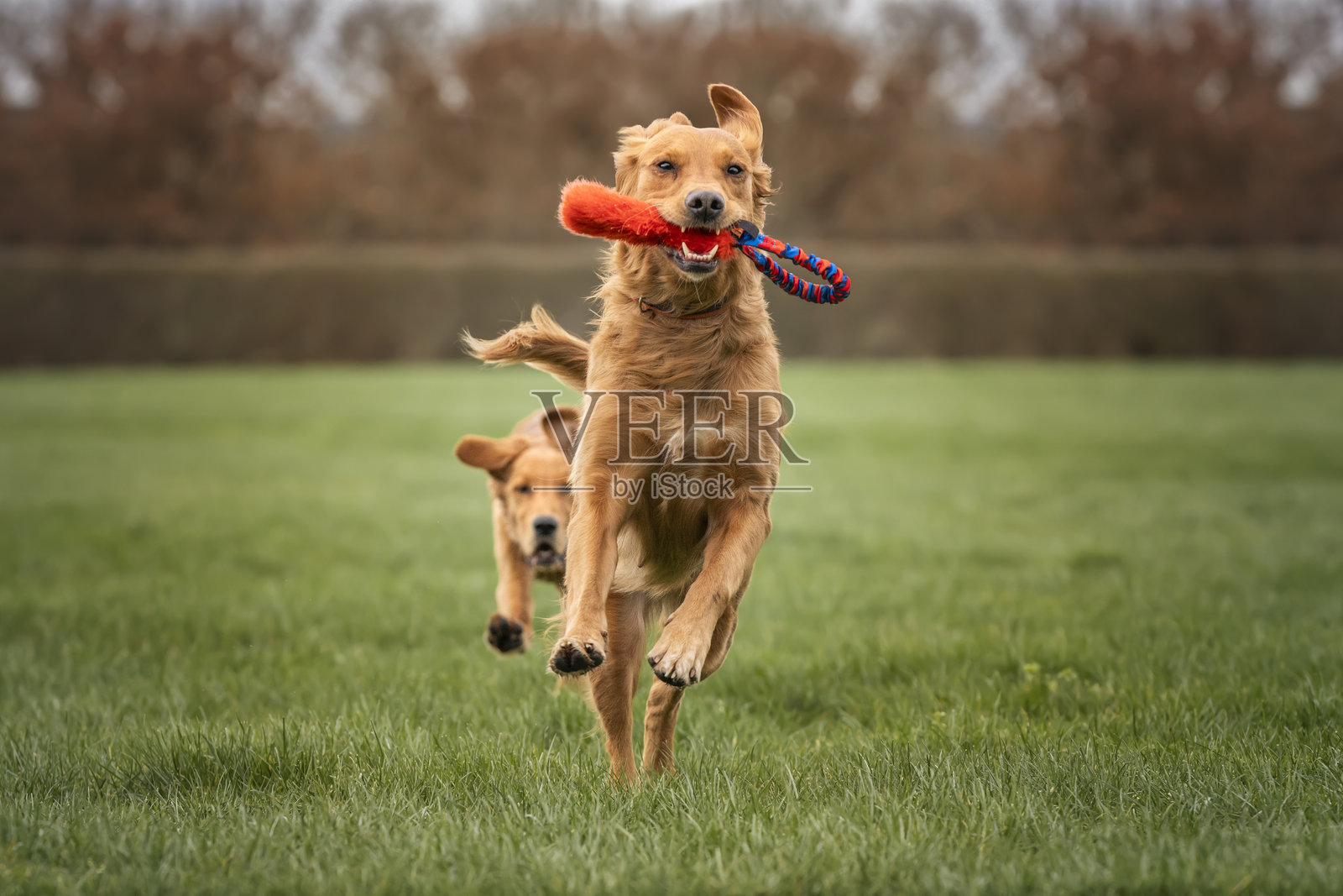 金毛猎犬小狗与她的金毛猎犬妈妈一起玩耍照片摄影图片