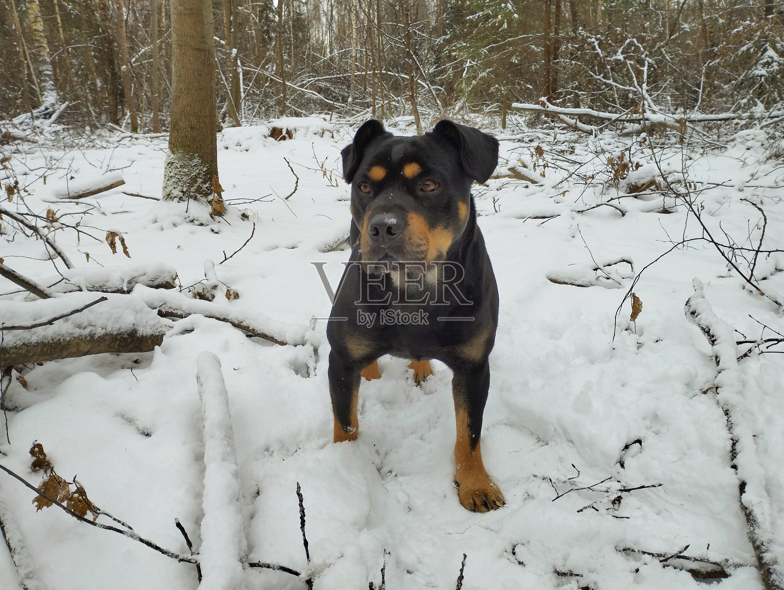 在白雪覆盖的森林中，一只黑色纯种犬在背景中。美丽的宠物在冬季的森林中与树木一起漫步，踏在洁白的雪上。照片摄影图片