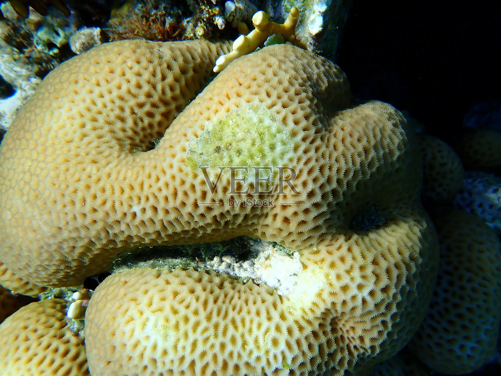 海底的较小星珊瑚（Goniastrea edwardsi）照片摄影图片