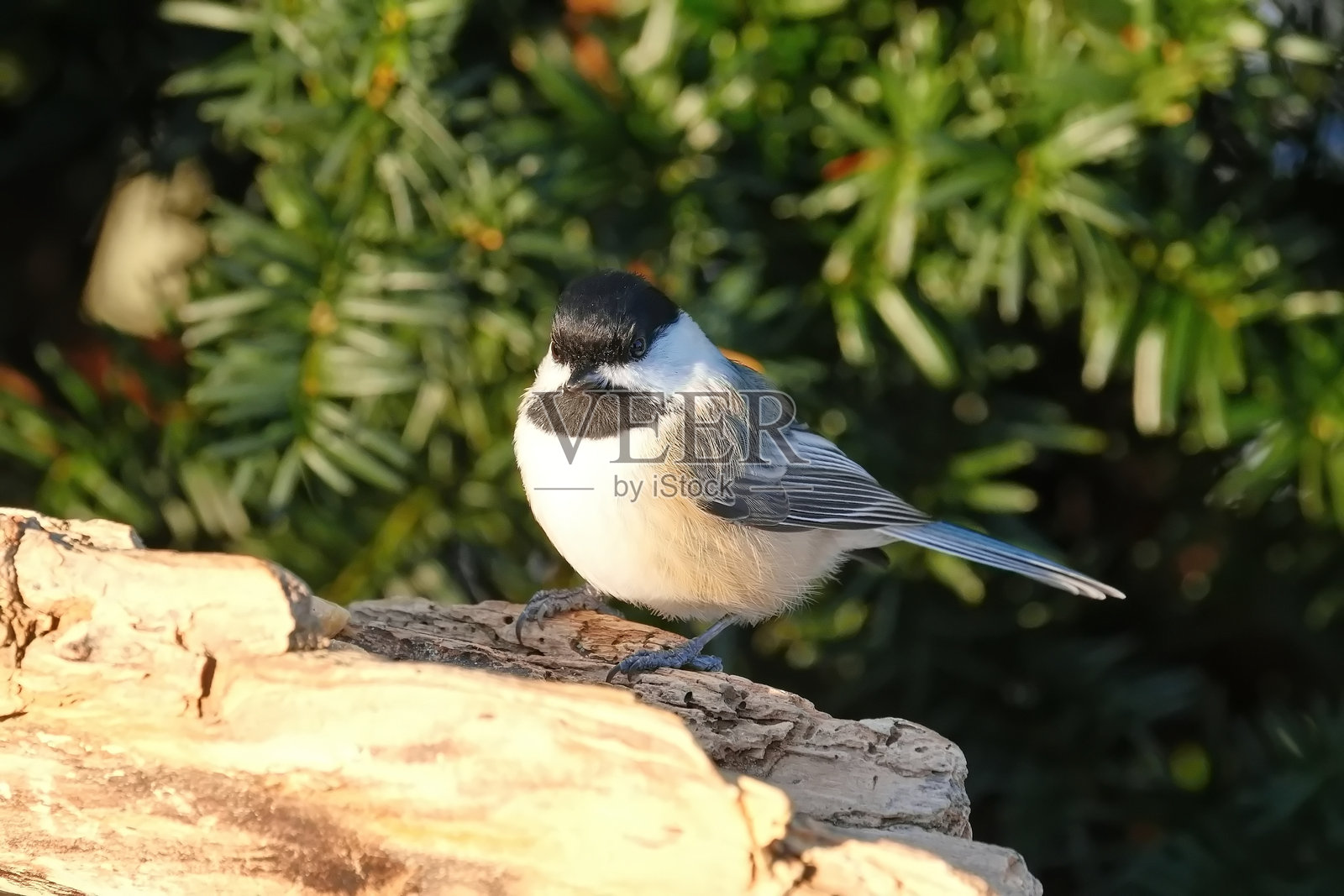 山雀照片摄影图片