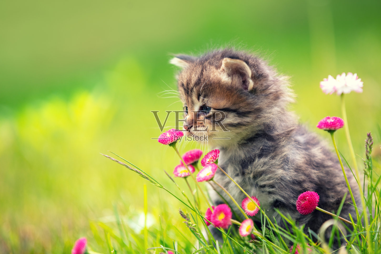 小猫咪坐在夏季花园的草地上，周围是雏菊花。照片摄影图片
