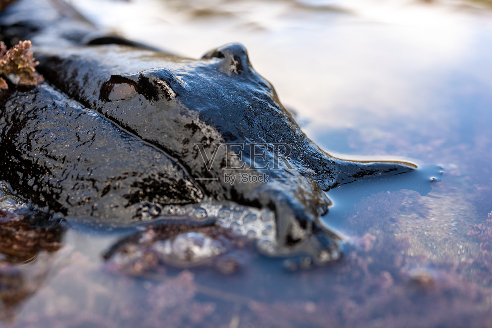 海兔坐在退潮时的浅水洼中照片摄影图片