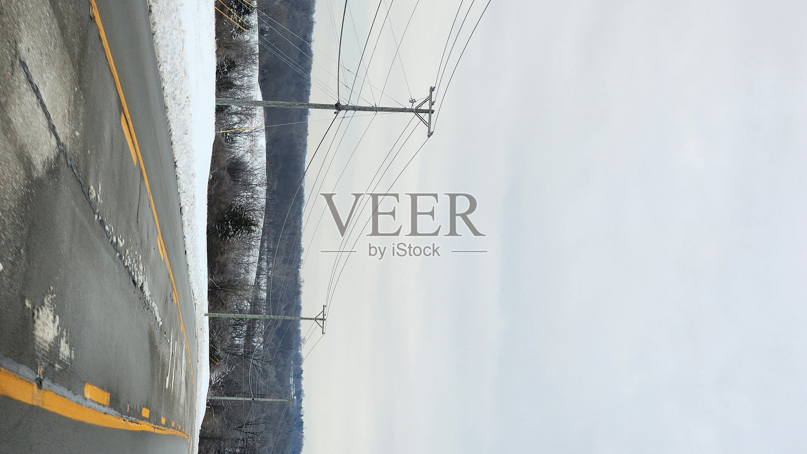 雪狗与冬季花朵特写照片摄影图片