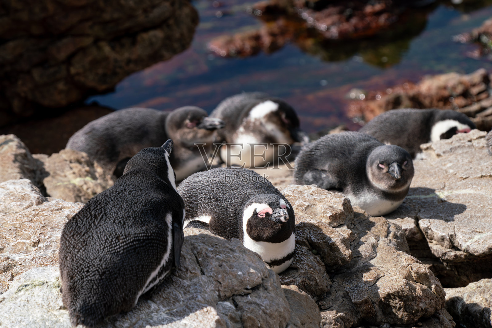 南非博尔德斯海滩的非洲企鹅群落照片摄影图片