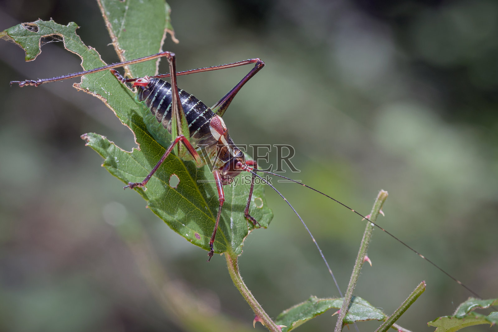 草丛中蚂蚱的特写肖像。微距摄影。照片摄影图片