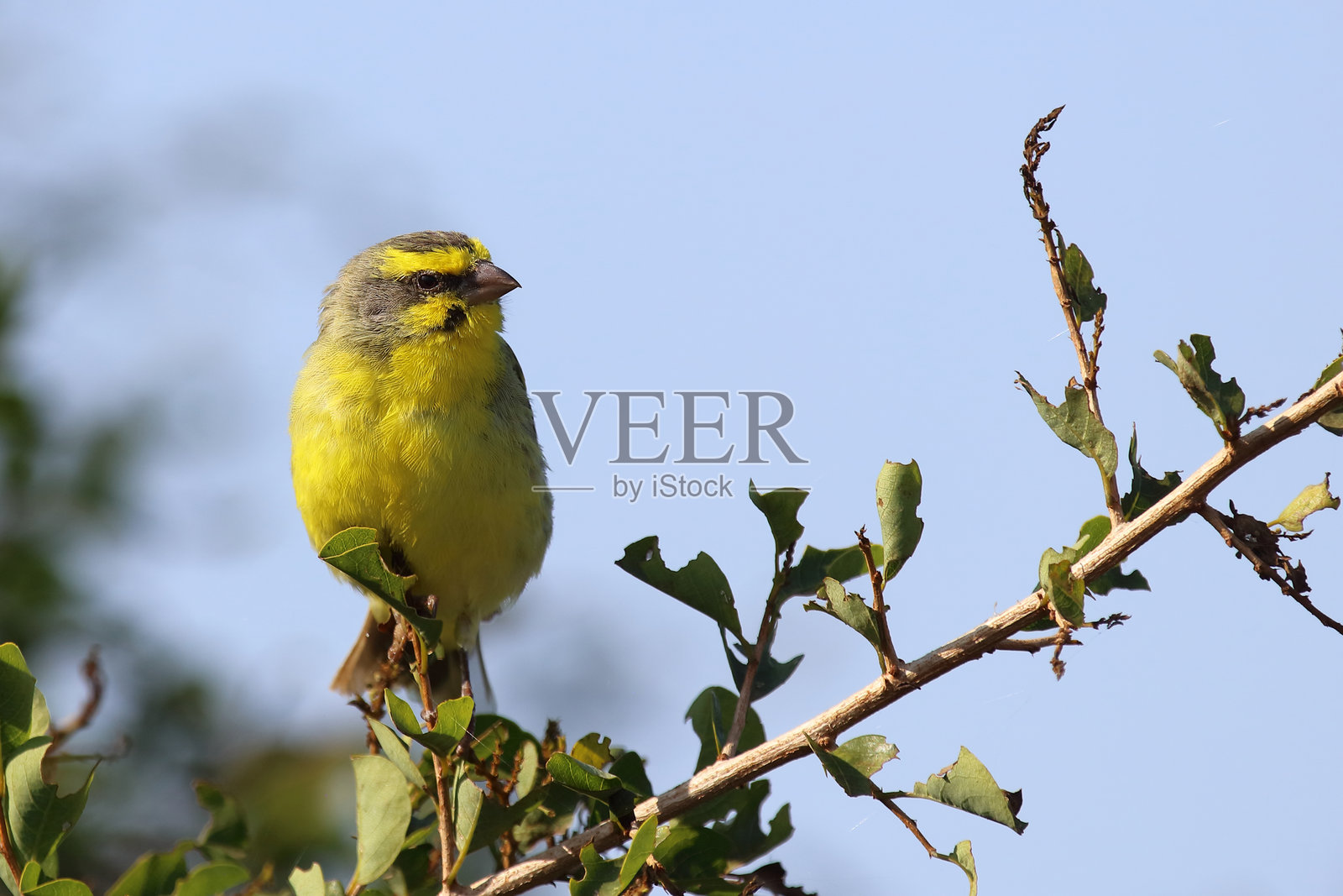 莫桑比克金雀 / 黄额金雀 / 克里萨格拉·莫桑比克照片摄影图片