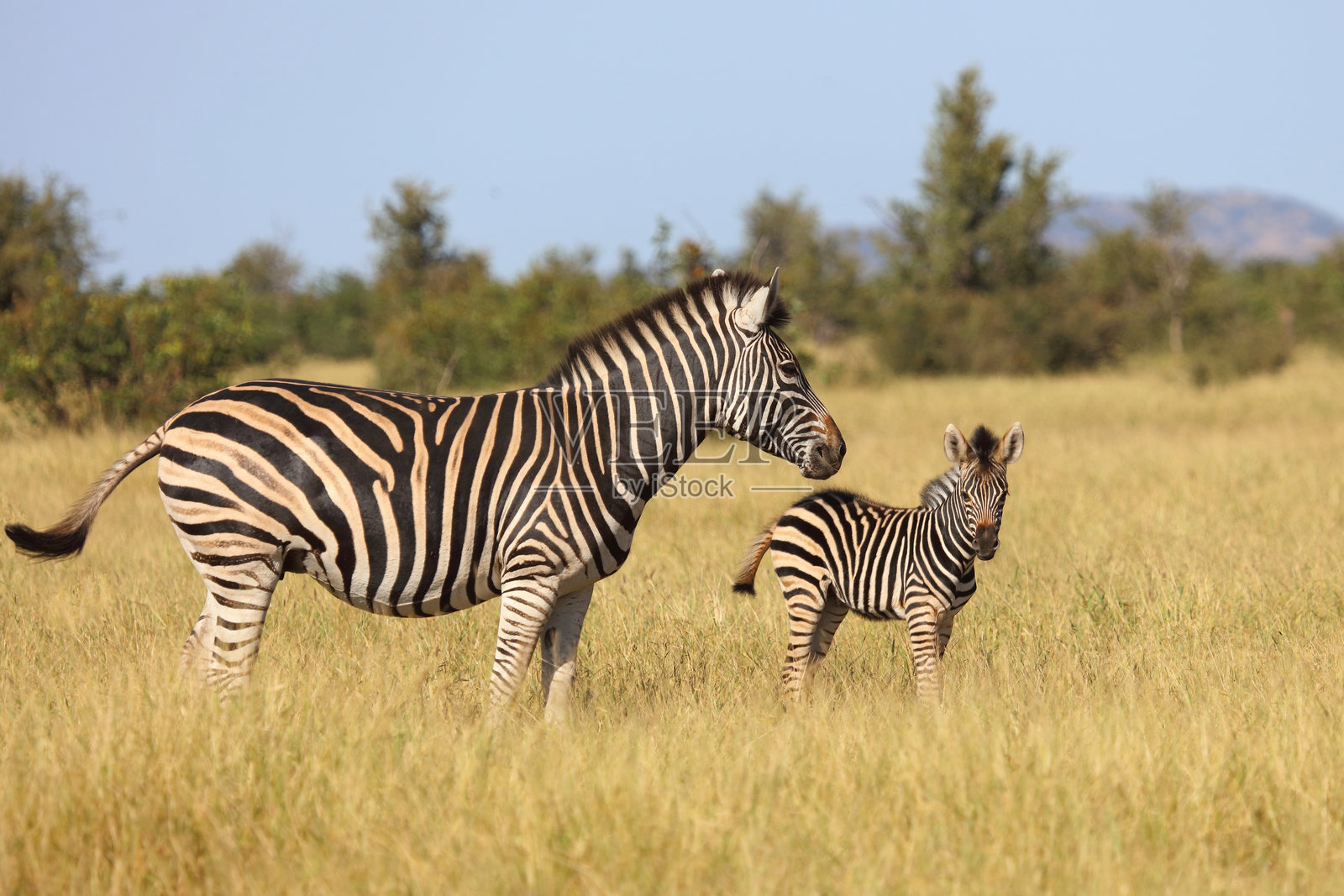 草原斑马 / 伯切尔斑马 / Equus quagga burchellii照片摄影图片