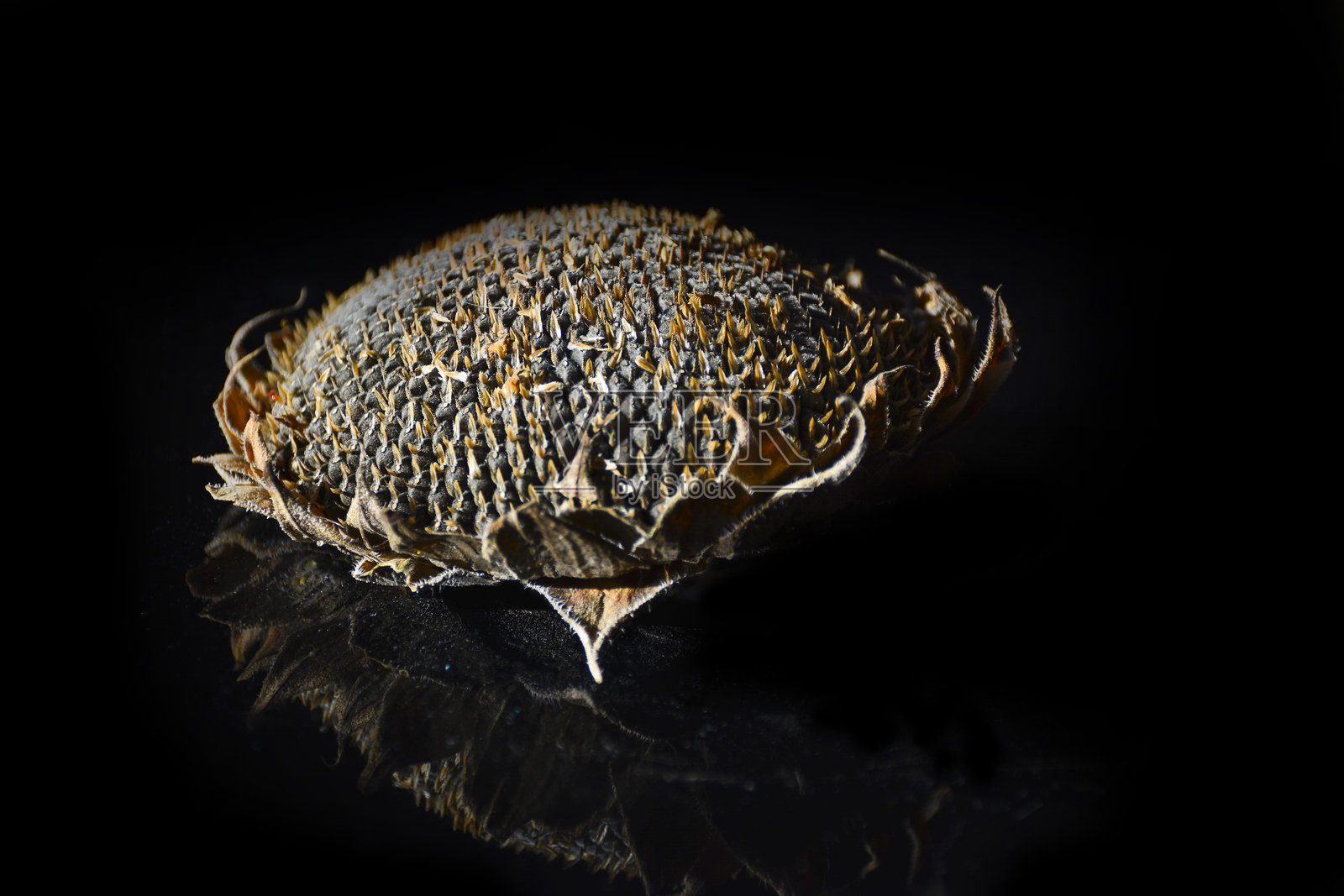 干燥的向日葵花头照片摄影图片