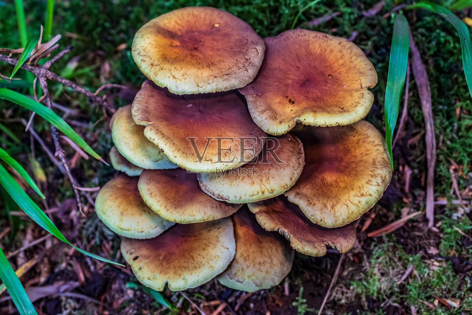 宏观 - 森林 - 欧洲，罗马尼亚，苏恰瓦地区照片摄影图片