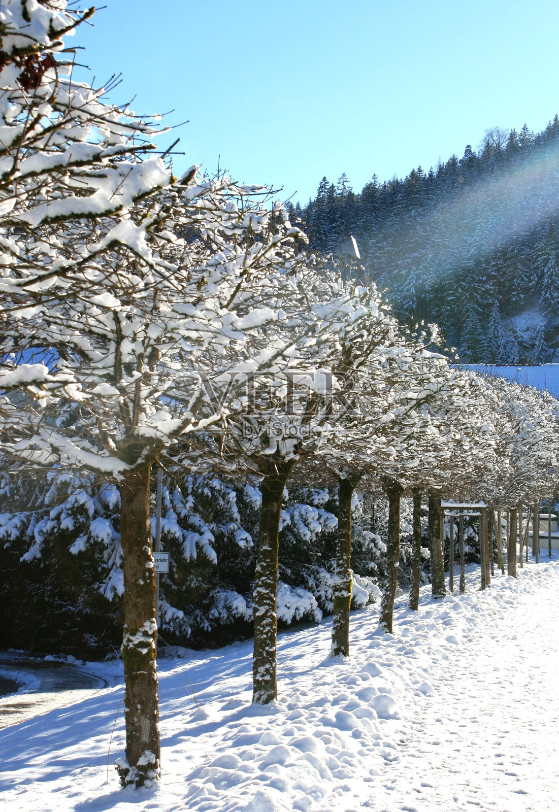 被雪覆盖的树木大道，右侧阳光照射，阿尔高，巴伐利亚。照片摄影图片