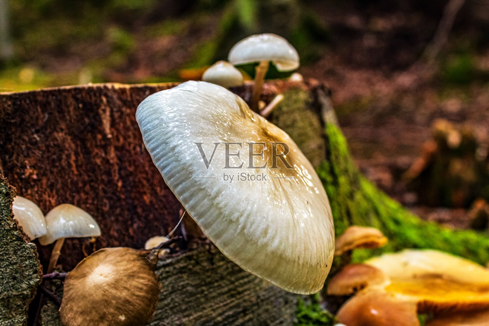 宏观 - 森林 - 欧洲，罗马尼亚，苏恰瓦地区照片摄影图片