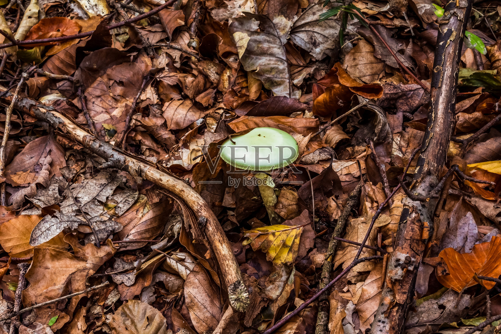 宏观 - 森林 - 欧洲，罗马尼亚，苏恰瓦地区照片摄影图片
