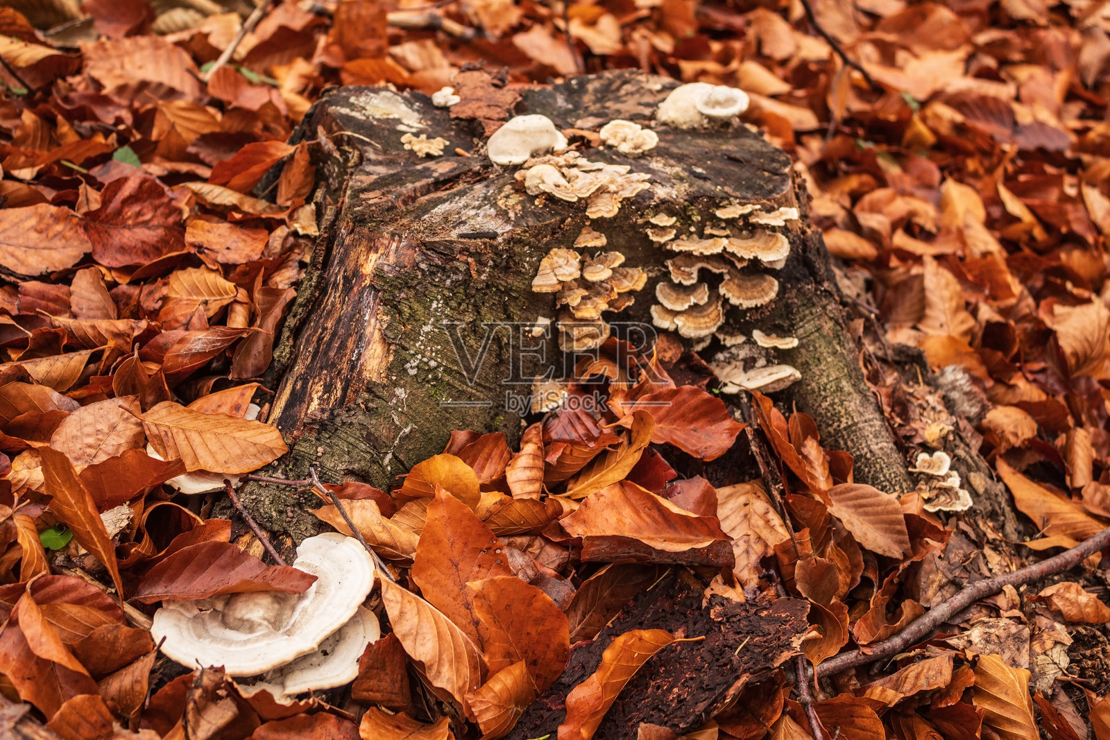 宏观 - 森林 - 欧洲，罗马尼亚，苏恰瓦地区照片摄影图片