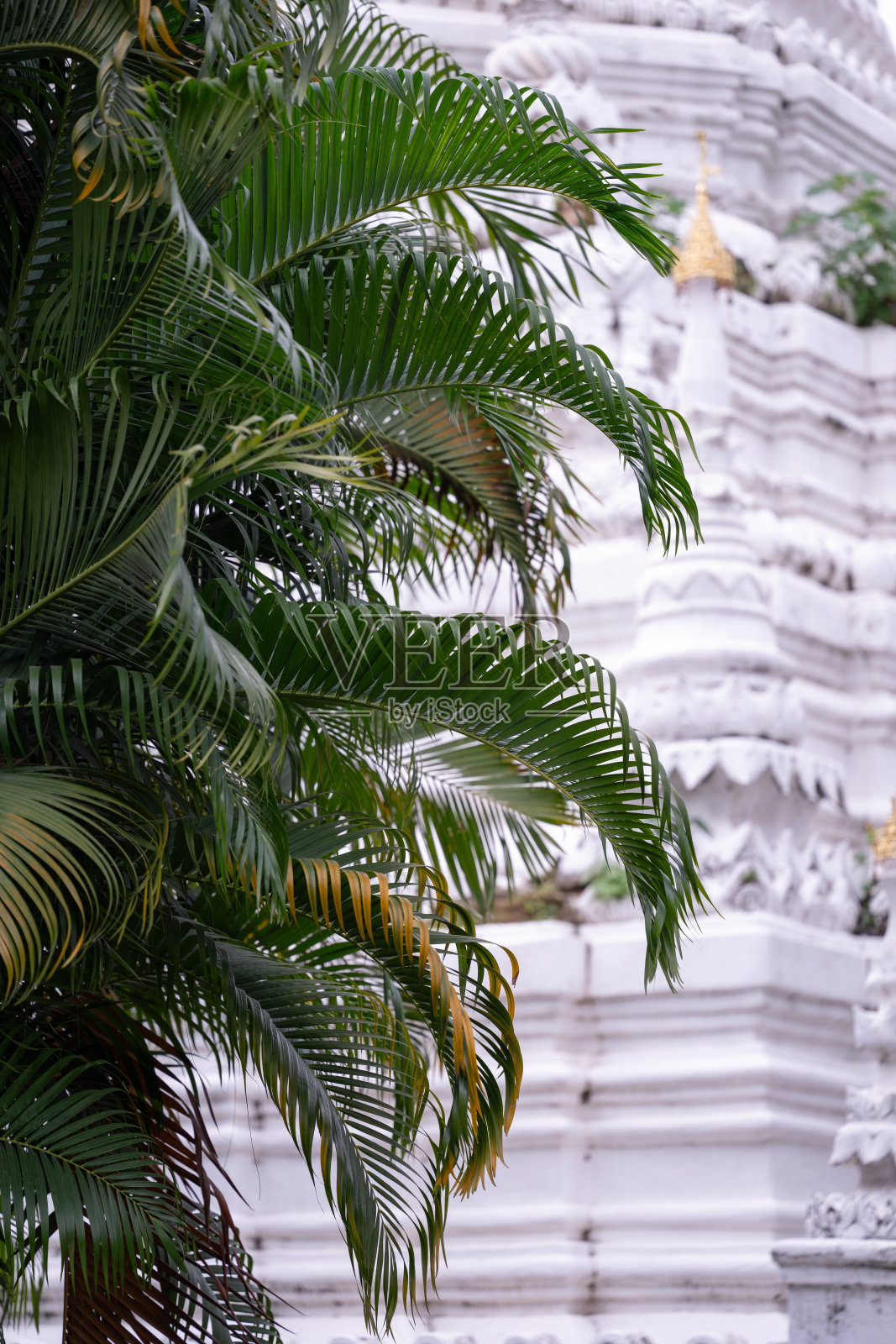 棕榈树装饰着佛教寺庙照片摄影图片