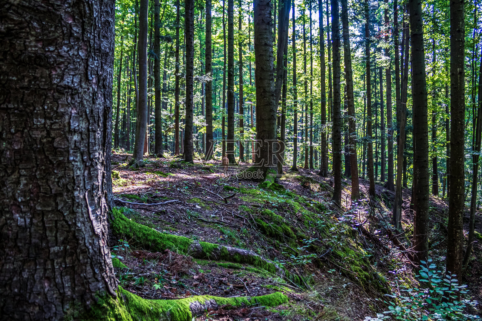 风景 - 森林 - 欧洲，罗马尼亚，苏恰瓦地区照片摄影图片
