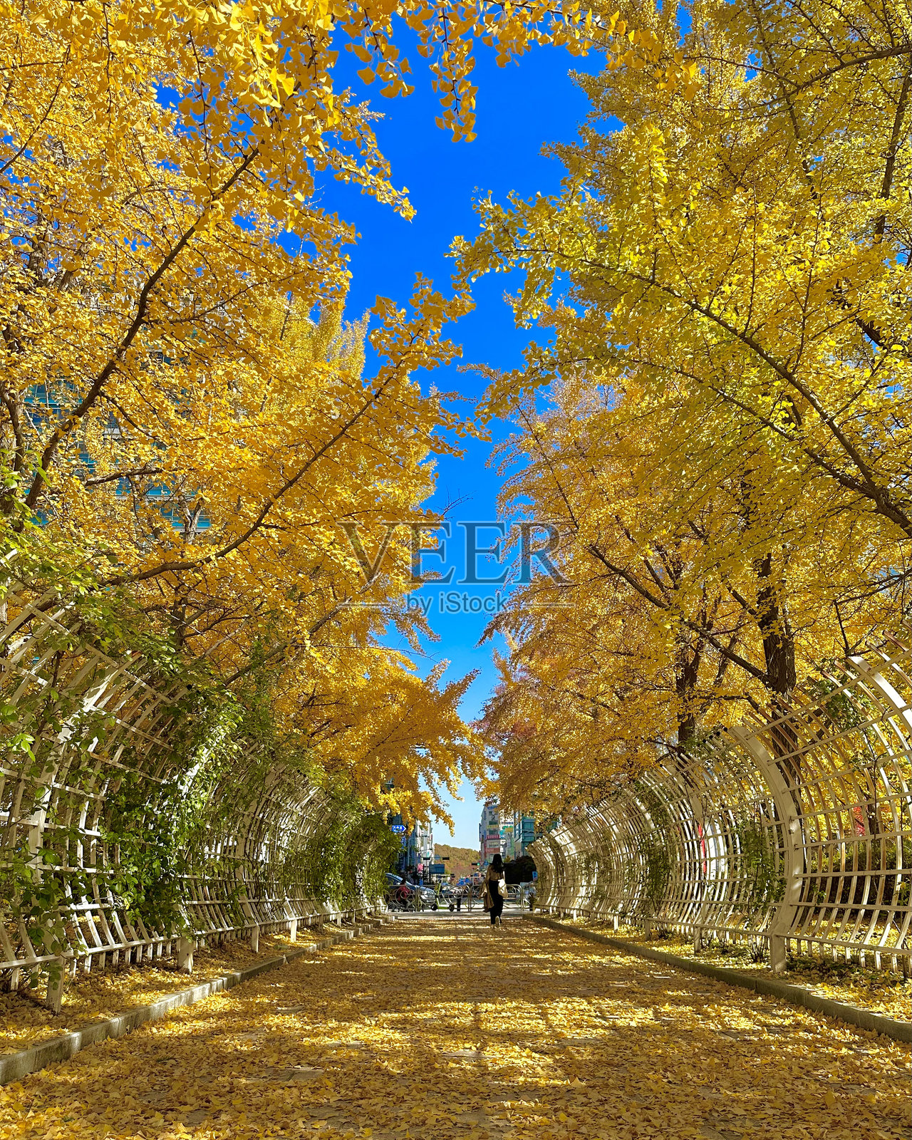 首尔，韩国的道路旁银杏树黄叶飘落。照片摄影图片