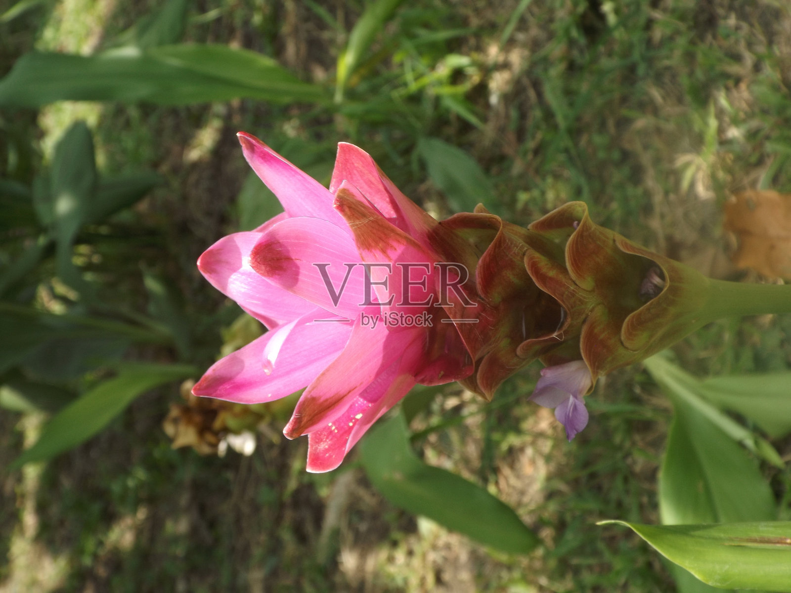 自然中的美丽花朵照片摄影图片