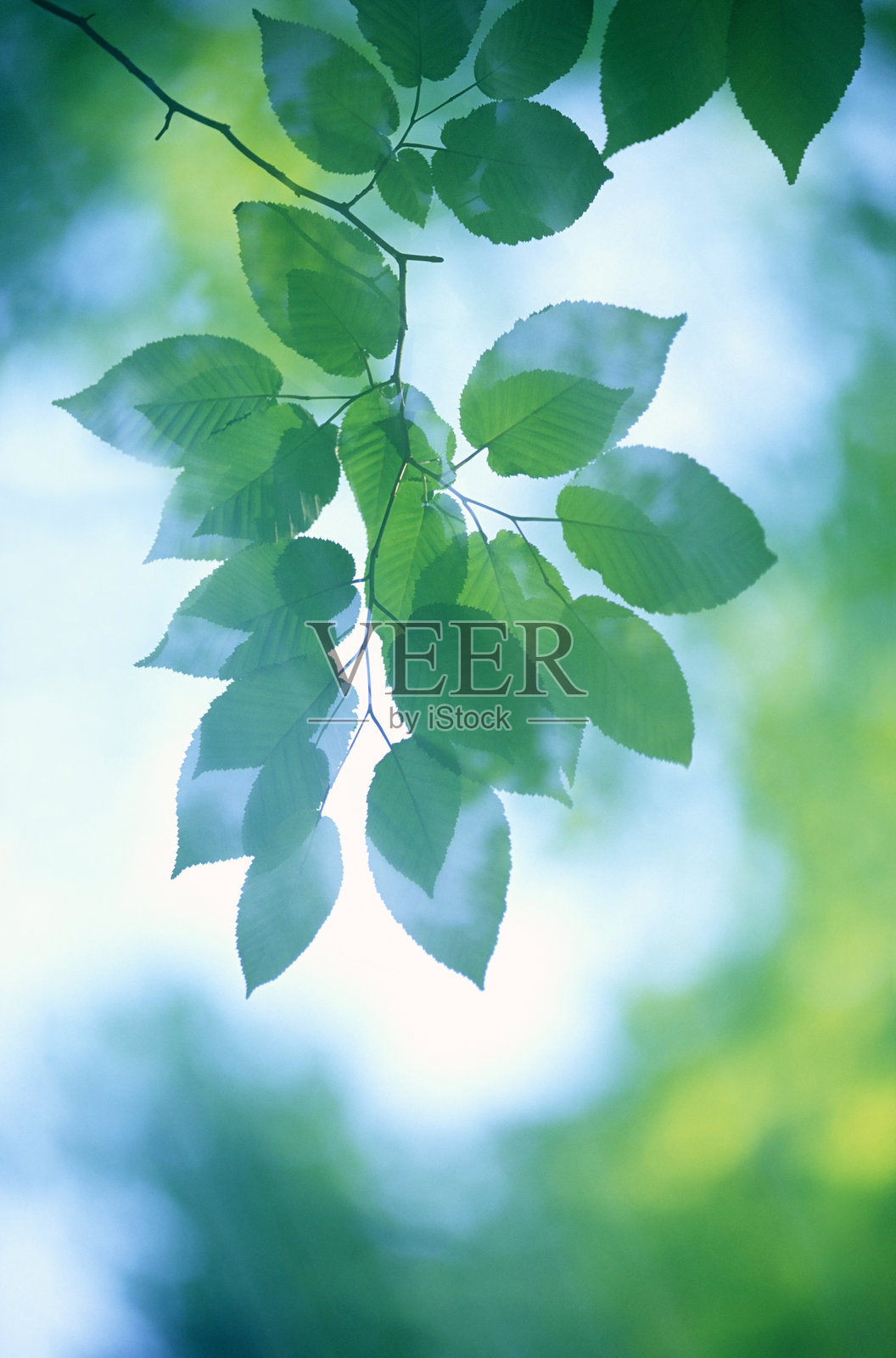 新鲜绿叶的抽象图像照片摄影图片