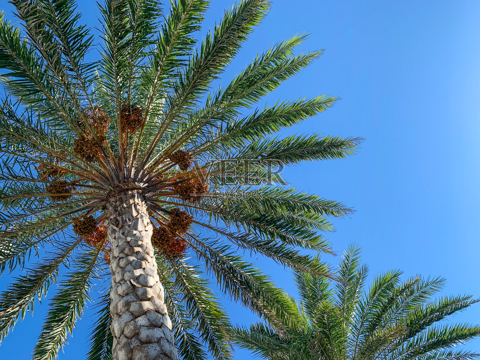 棕榈树、热带植物和蓝天照片摄影图片