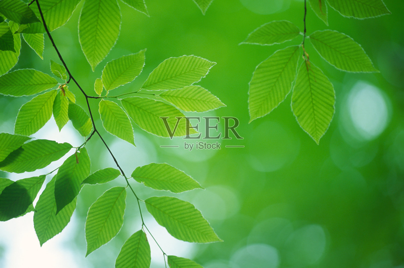 新鲜的绿叶照片摄影图片